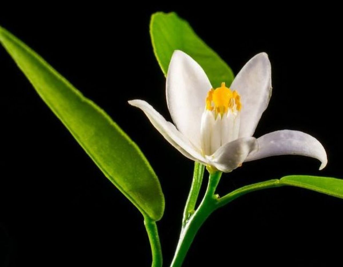 Propiedades de la flor de azahar Conócelas todas