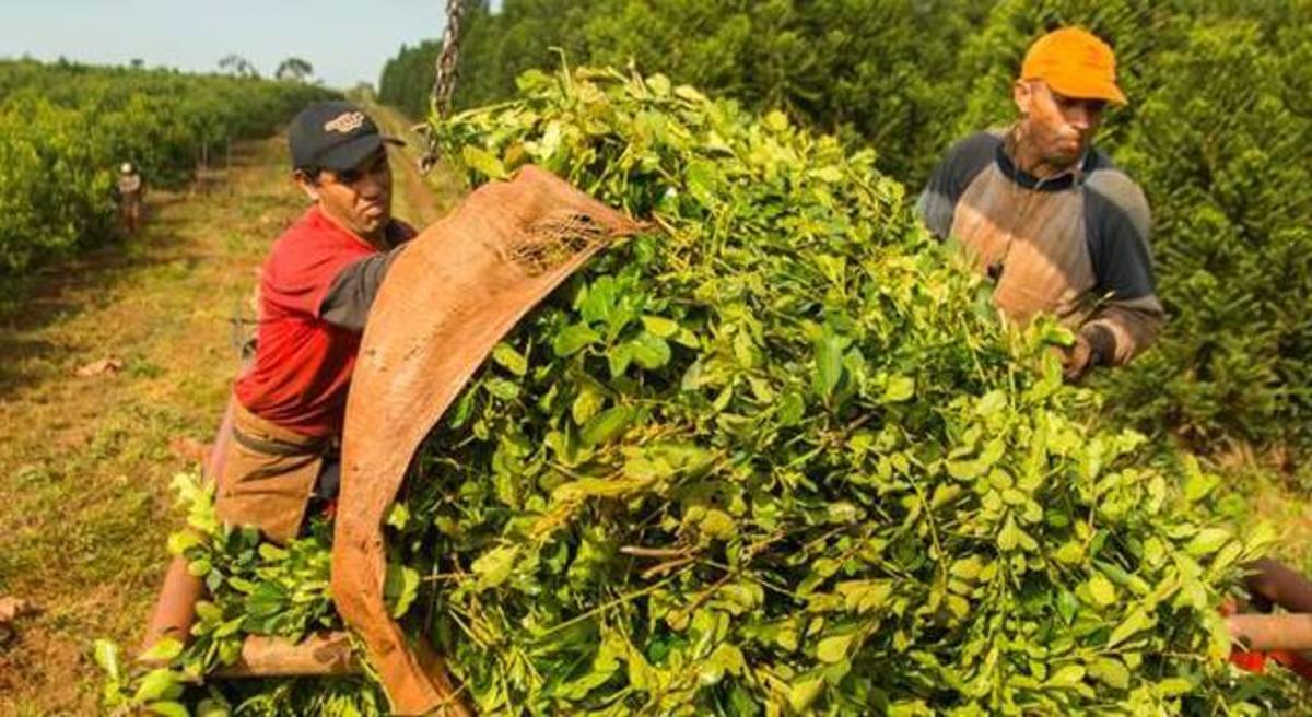 Las Propiedades De La Yerba Mate