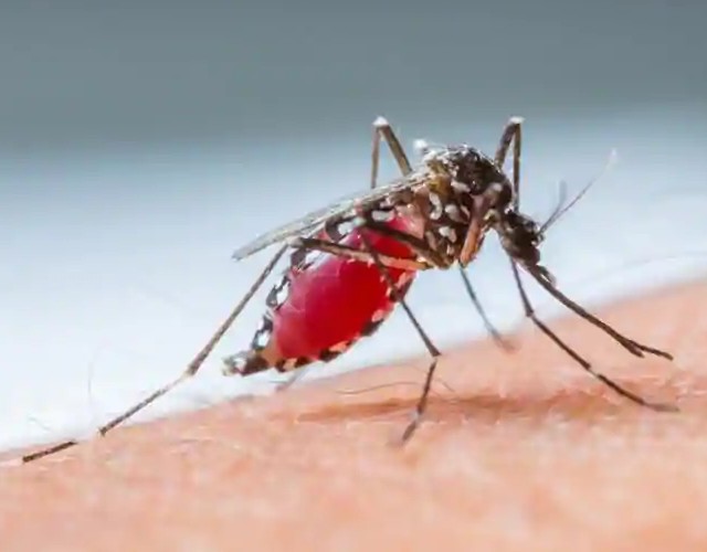 Malaria Causas Síntomas Y Tratamiento